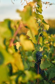 Egri Korona Borház és Wellness Hotel31