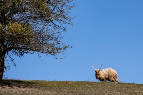 Szilvánusz Vendégház31