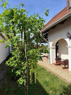 Tulipános Vendégház54