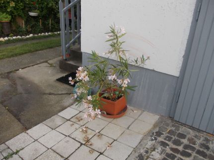 Napfény Vendégház 215