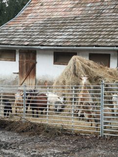 Őrségi Malom Panzió3