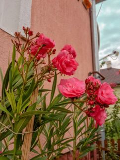 Weber Család Apartman – Siófok fotó 26
