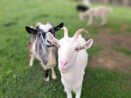 Gyümölcsliget Vendégház28