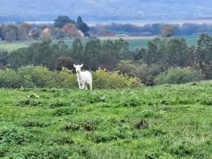 Gyümölcsliget Vendégház29
