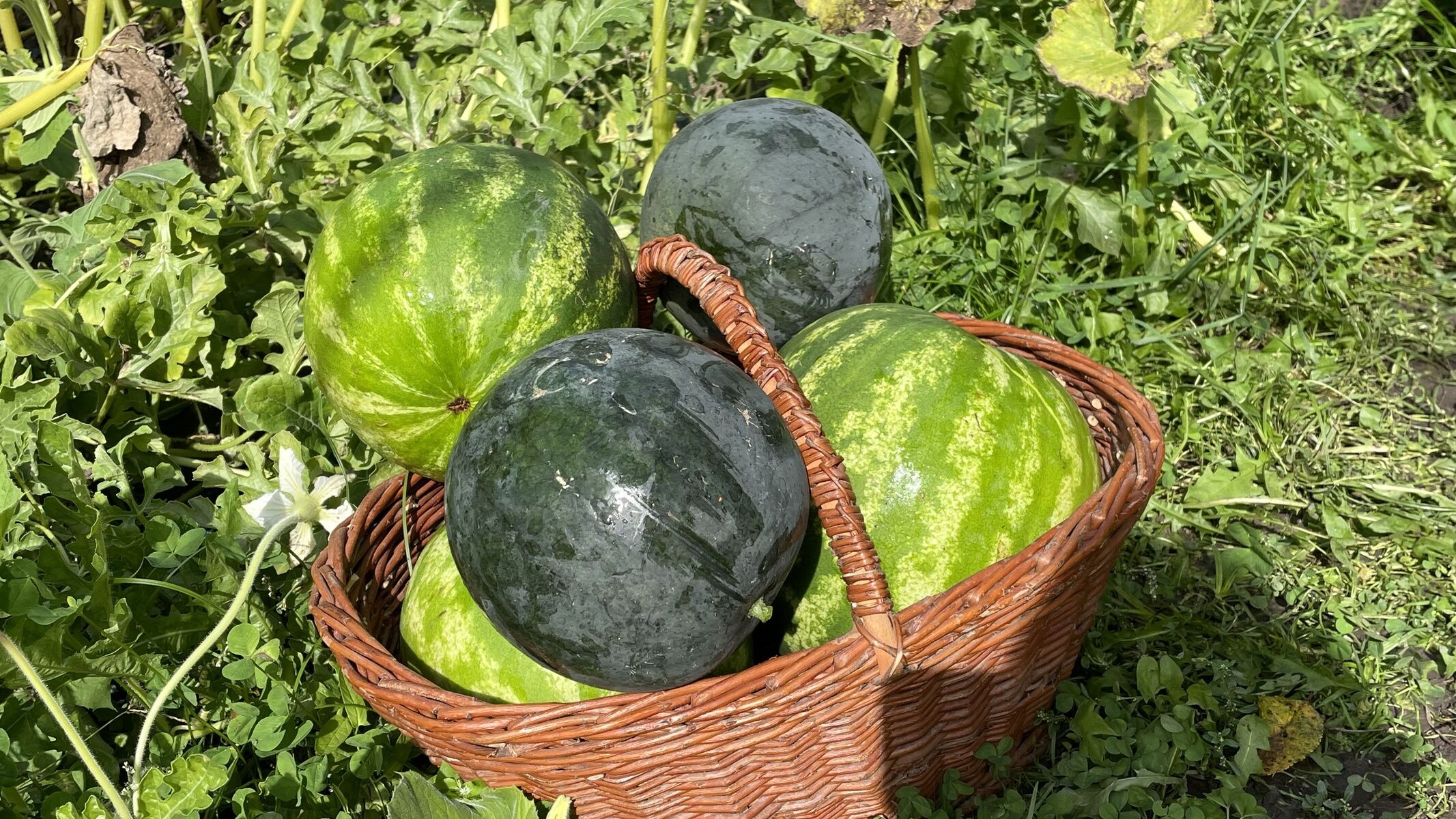 Zöld Vendégház – Csernely fotó 15