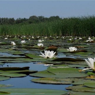 Apartman Szőke Tisza63