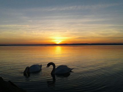 Balaton Wellness Apartman80