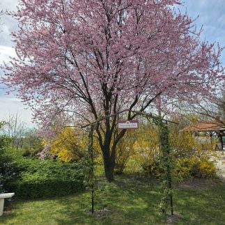 Napvirág Vendégház62