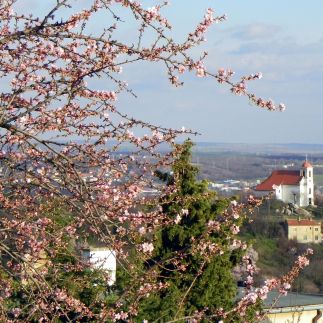 Tulipán Panoráma Apartman1