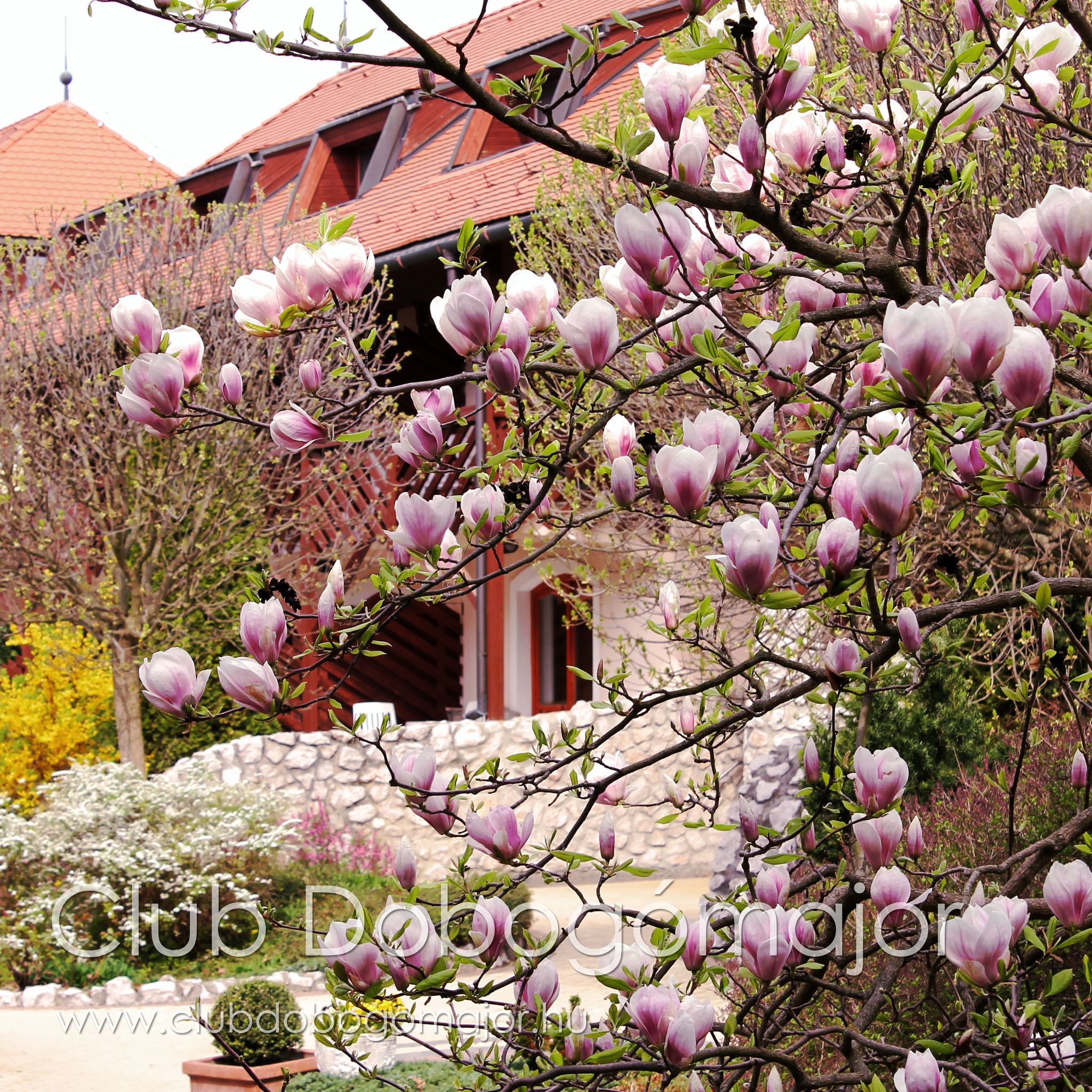 Club Dobogómajor – Hévíz fotó 1