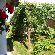 Aranymoha Vendégház – Szőce