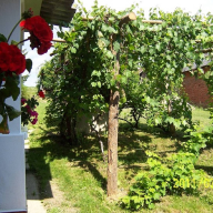 Aranymoha Vendégház – Szőce