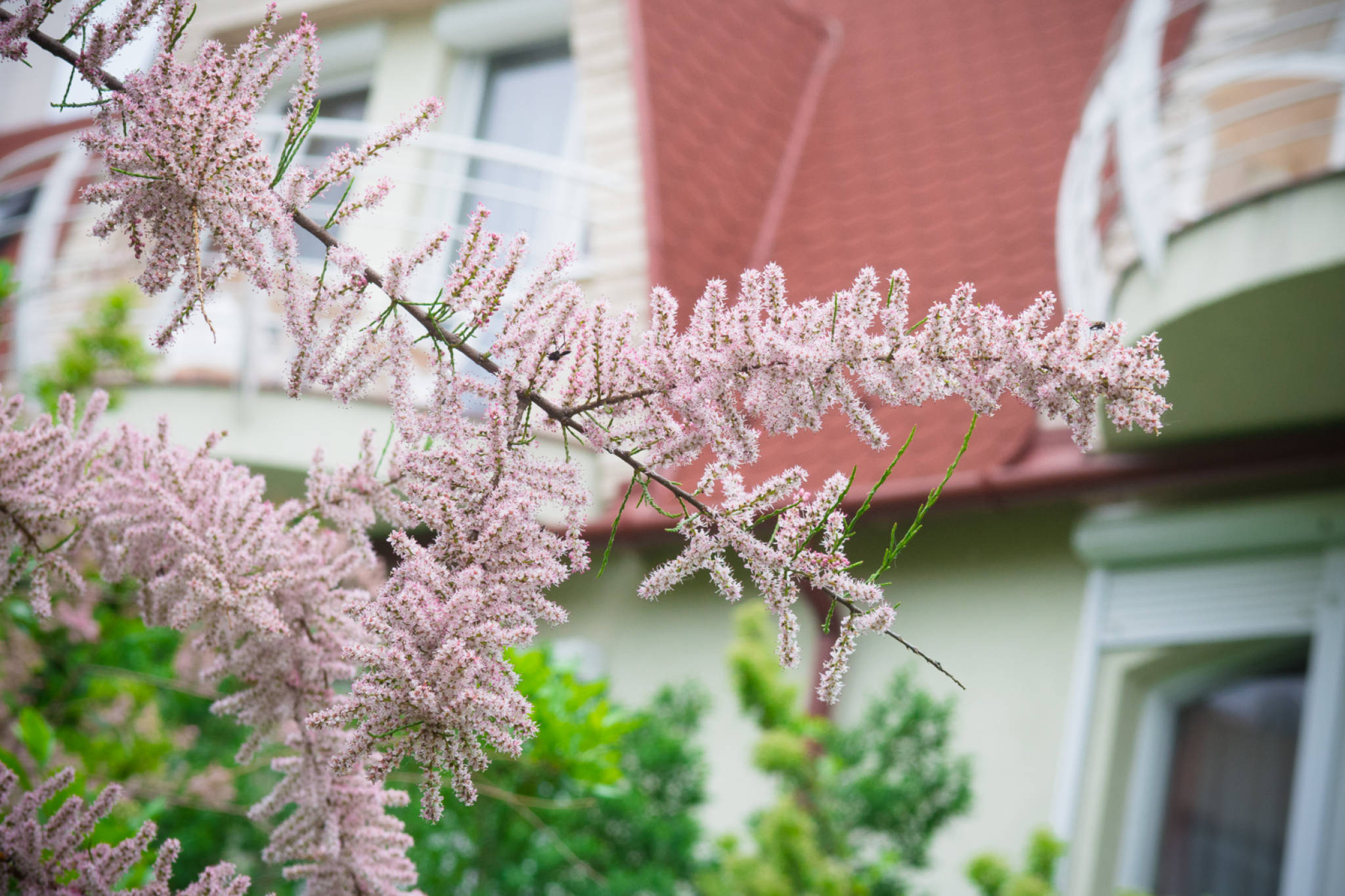 Illés Apartman II. – Hajdúszoboszló fotó 2