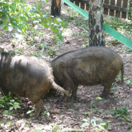 Álombeli Őrségi Házikók