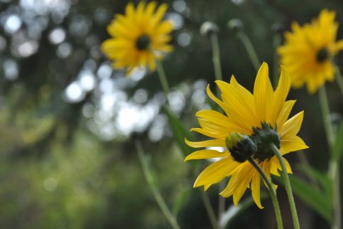 Garten Vendégház10