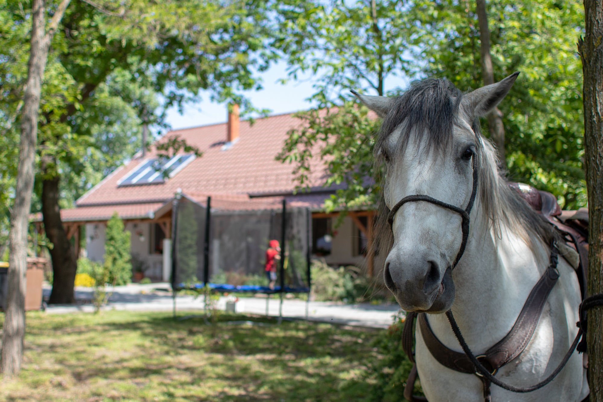 Tölgyfa Vendégház – Kiskőrös fotó 5