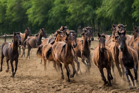 Tanyacsárda Vendégház14