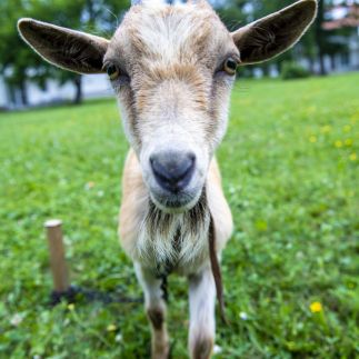 Termál Kemping Apartmanok7