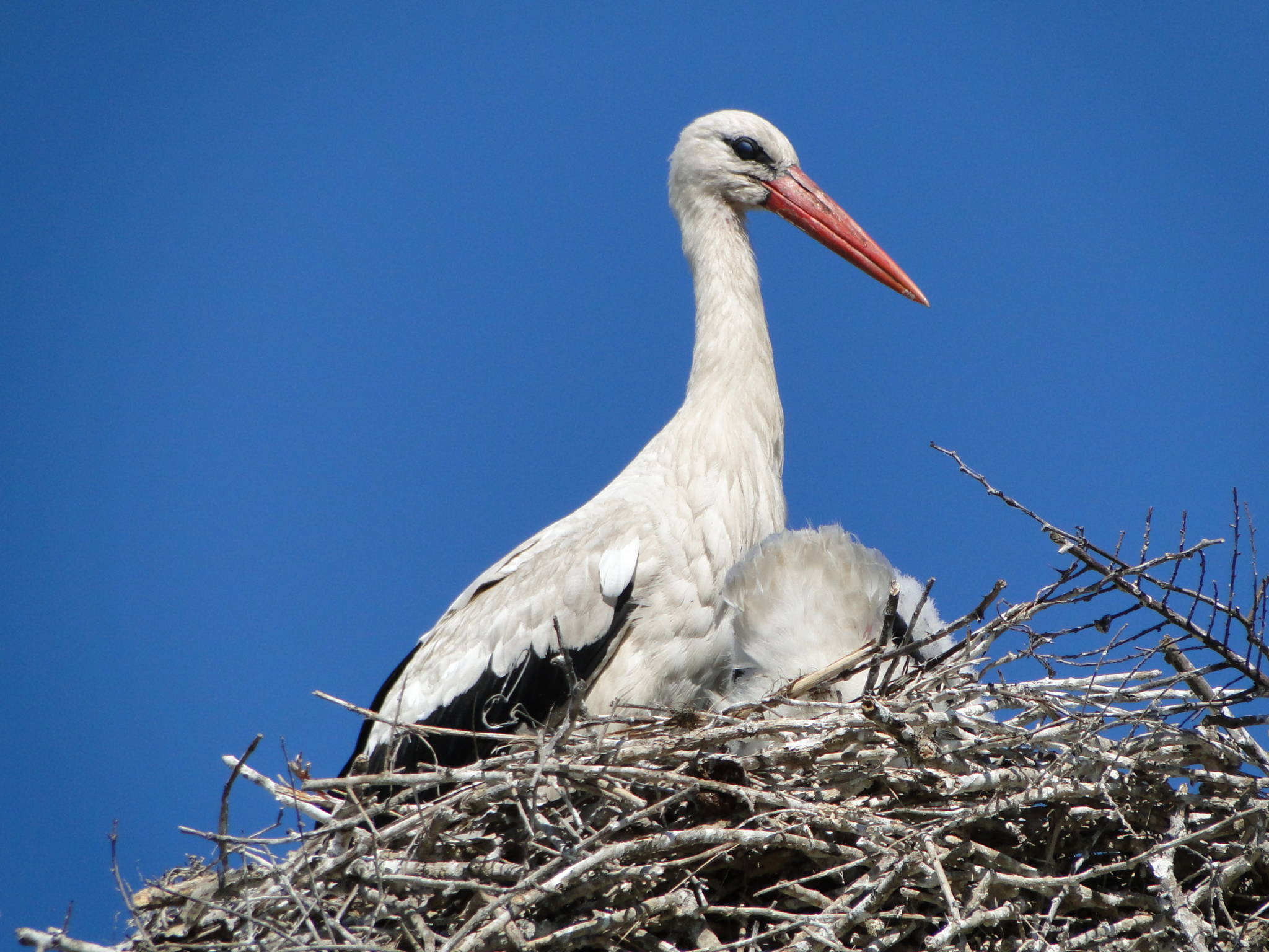 Gólyavár Porta – Tiszafüred-Kócsújfalu fotó 3