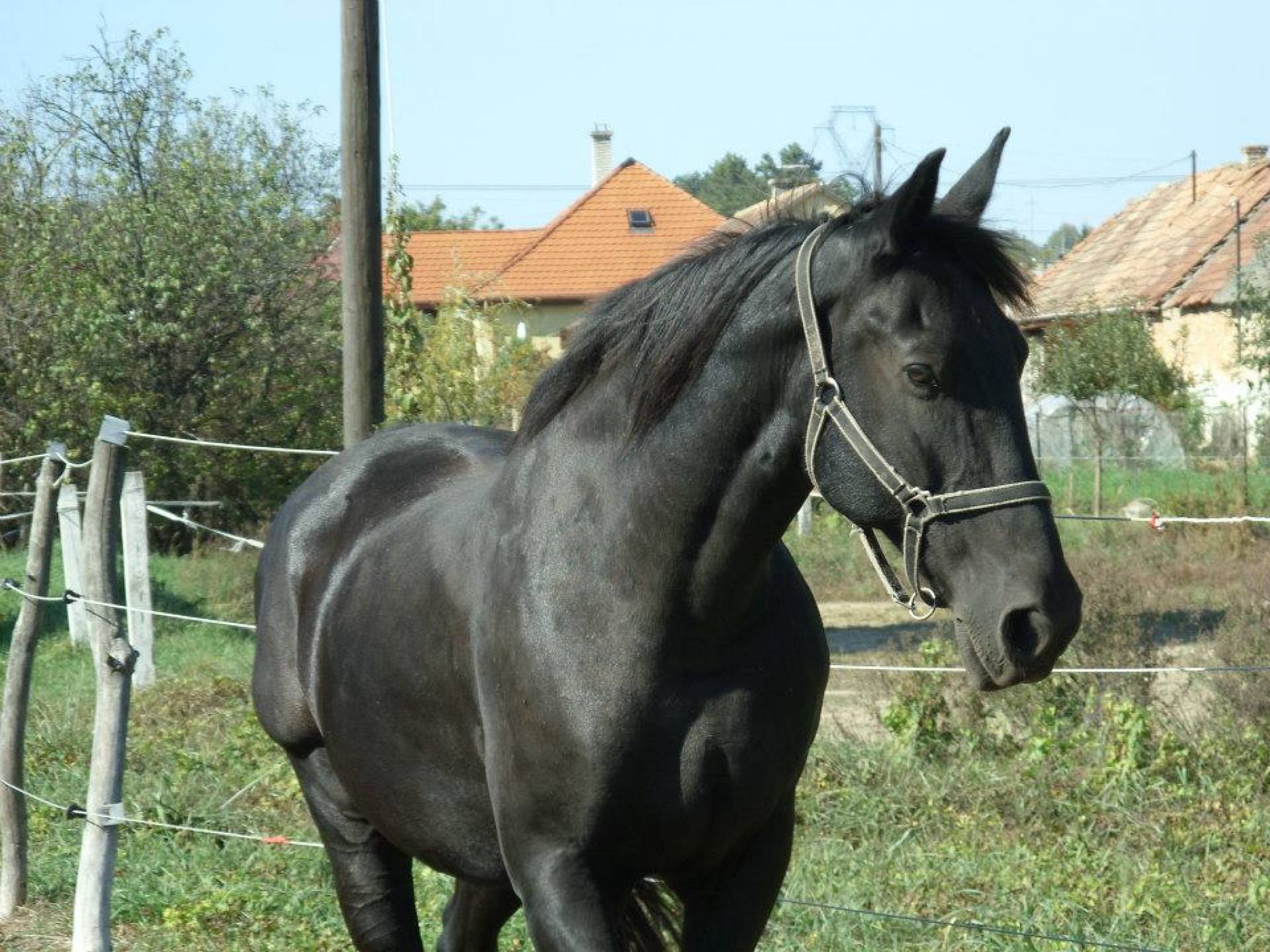 Tündérfarm – Tündérmajor fotó 28