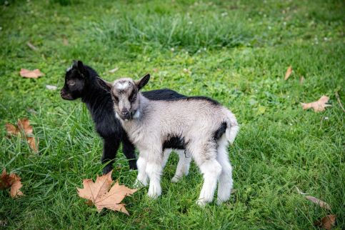 Dráva Hotel Thermal Resort****33