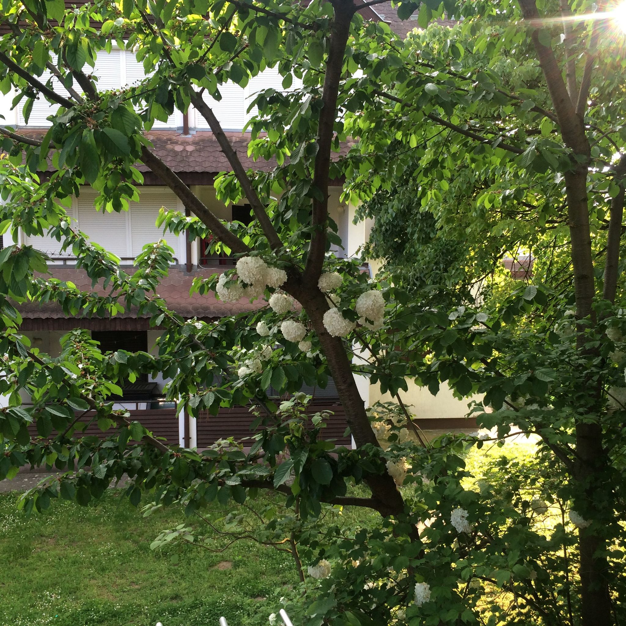 Petra Apartman – Harkány