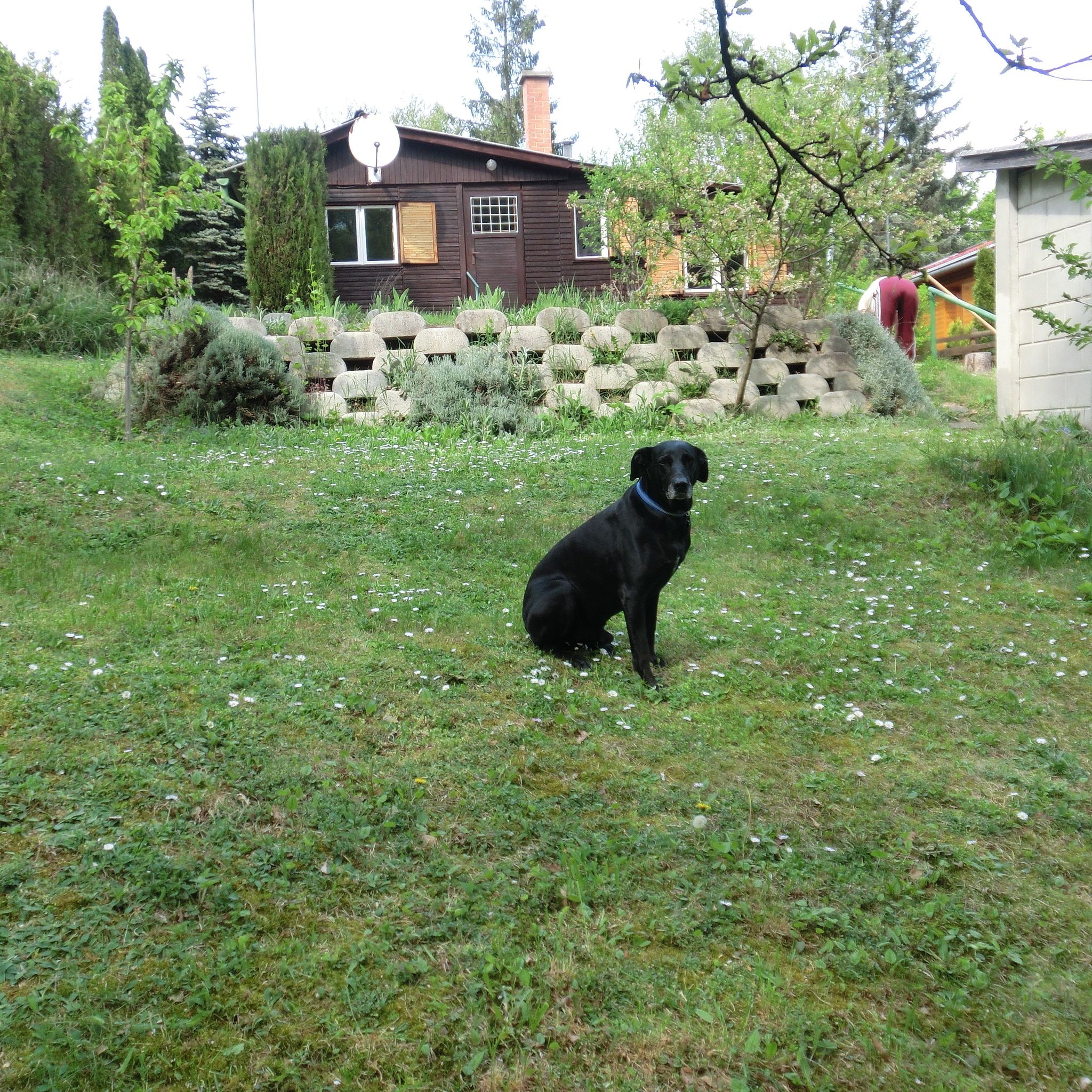 Happy-Day Kutyabarát Nyaraló – Leányfalu fotó 5