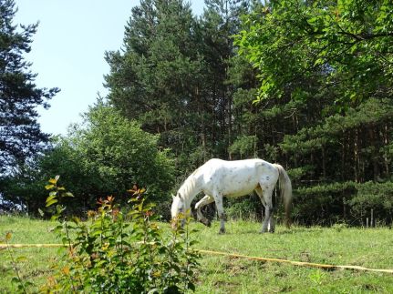 Pagony Pihenő Farm19