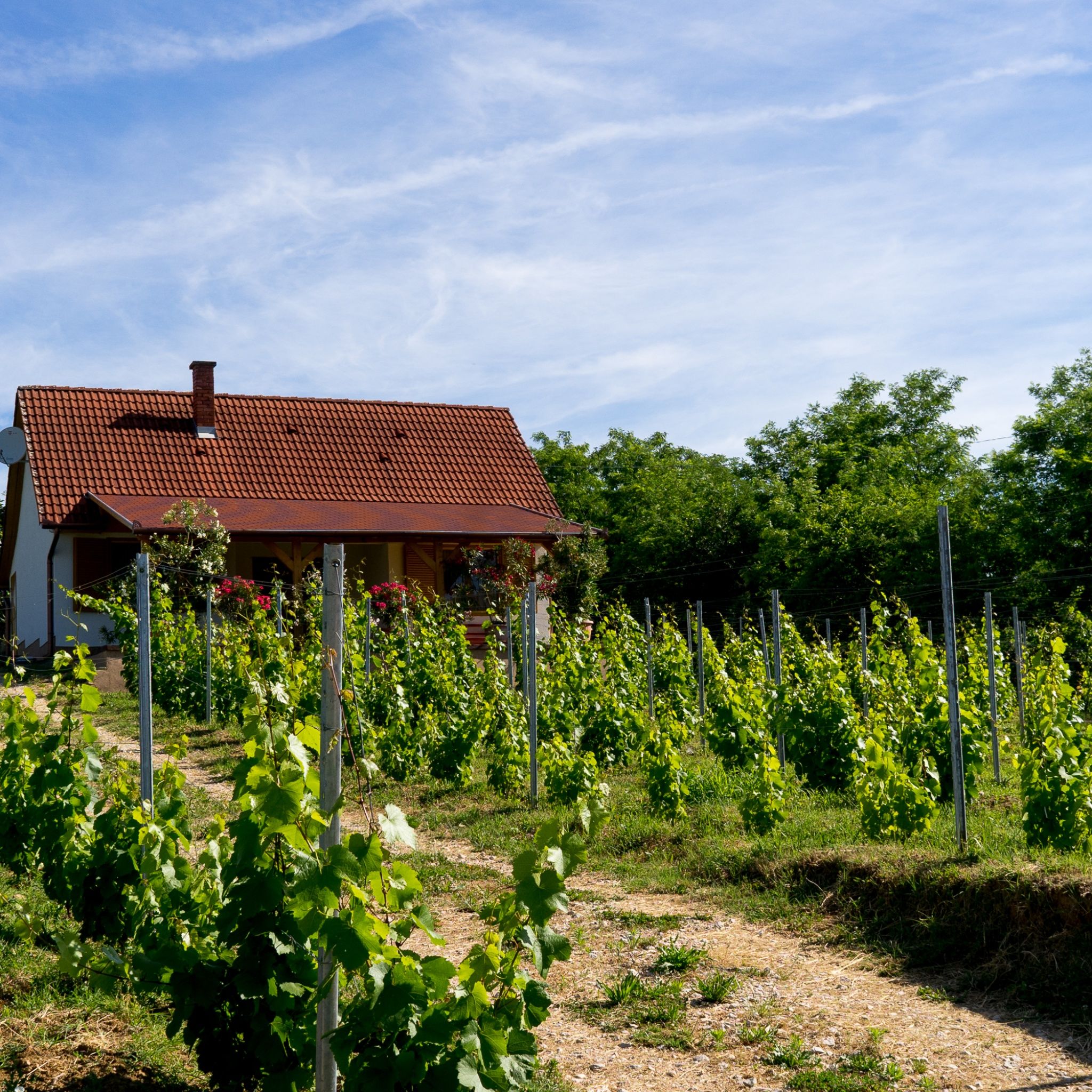 Vineas Vendégház – Siklós