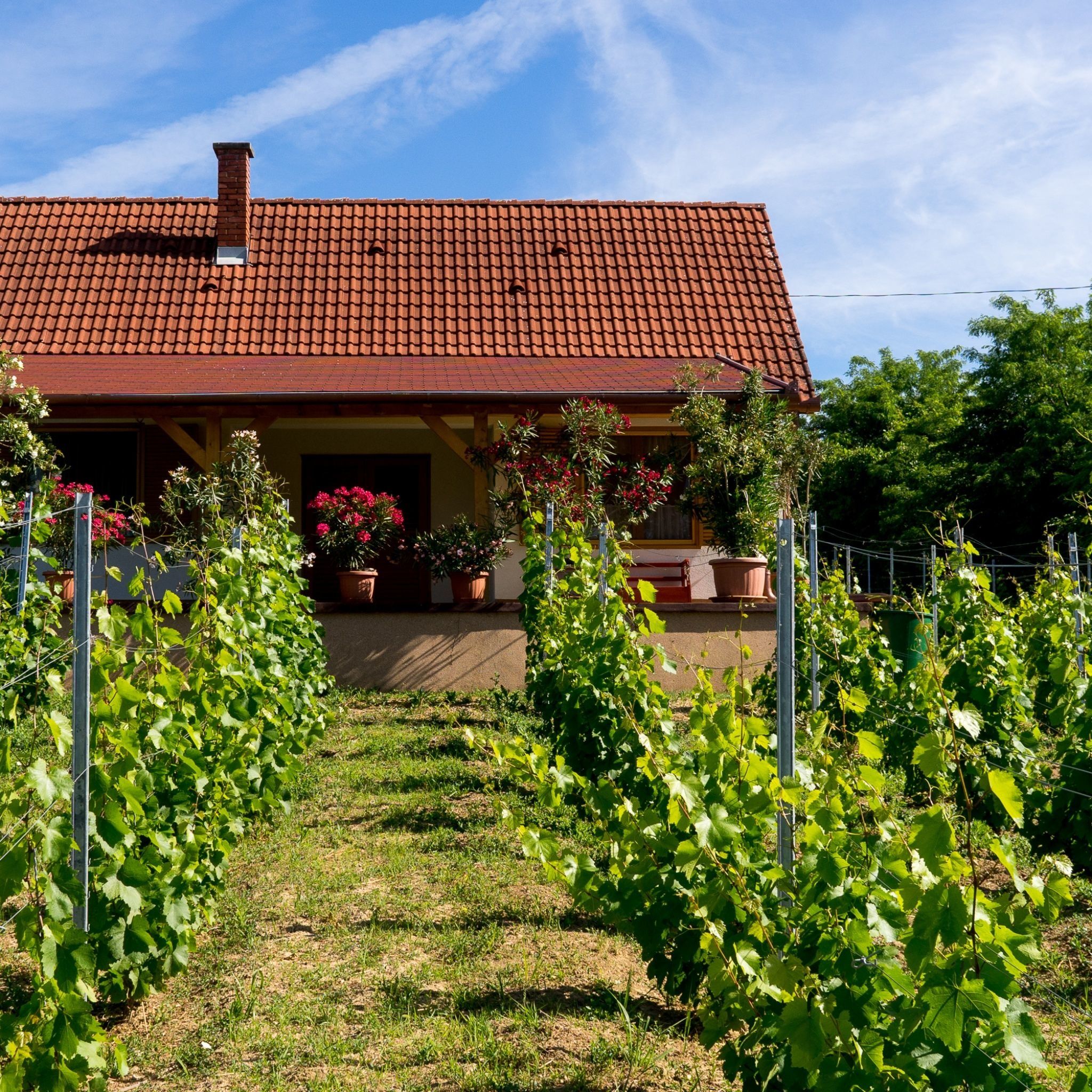 Vineas Vendégház – Siklós fotó 1