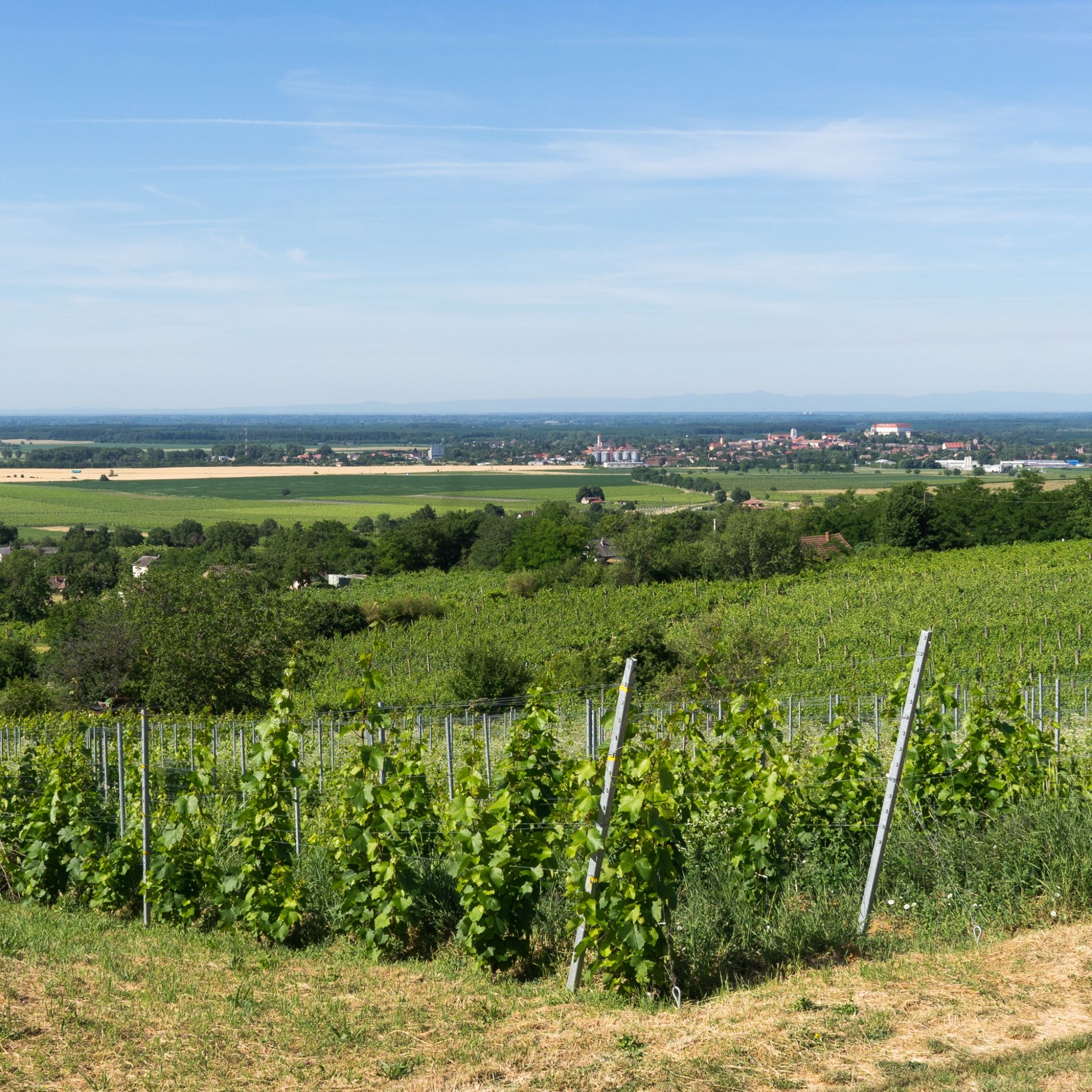 Vineas Vendégház – Siklós fotó 2