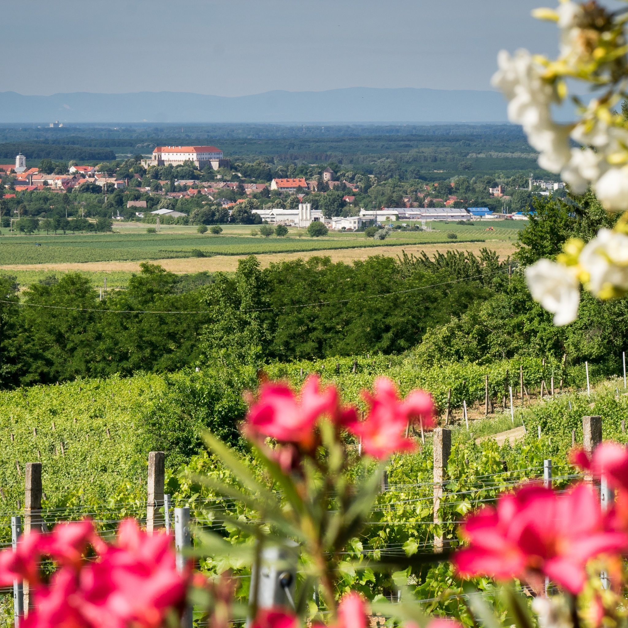 Vineas Vendégház – Siklós fotó 3