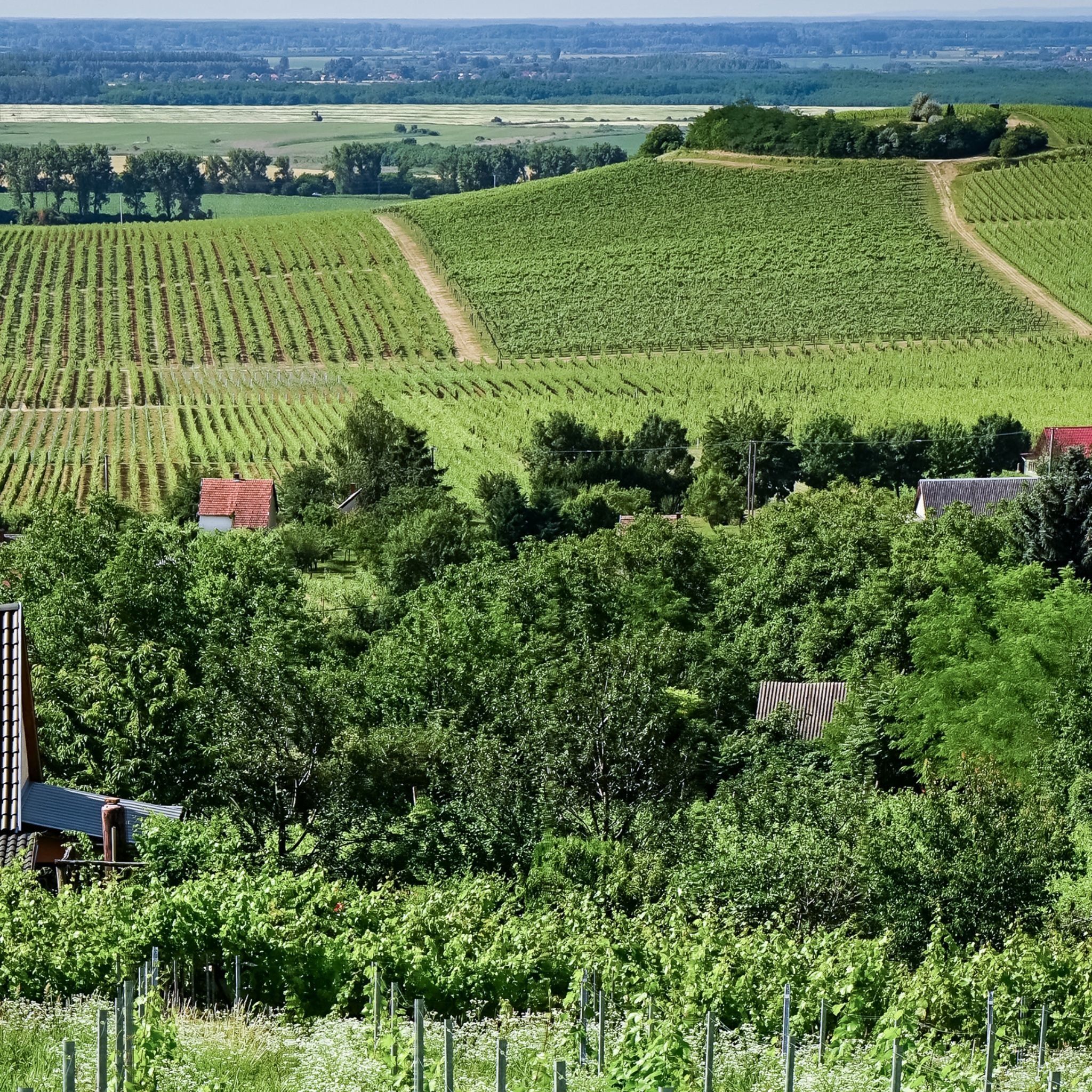 Vineas Vendégház – Siklós fotó 4