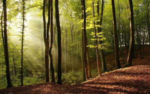 Szőke Tisza Pihenőpark – Nagyrév fotó 30