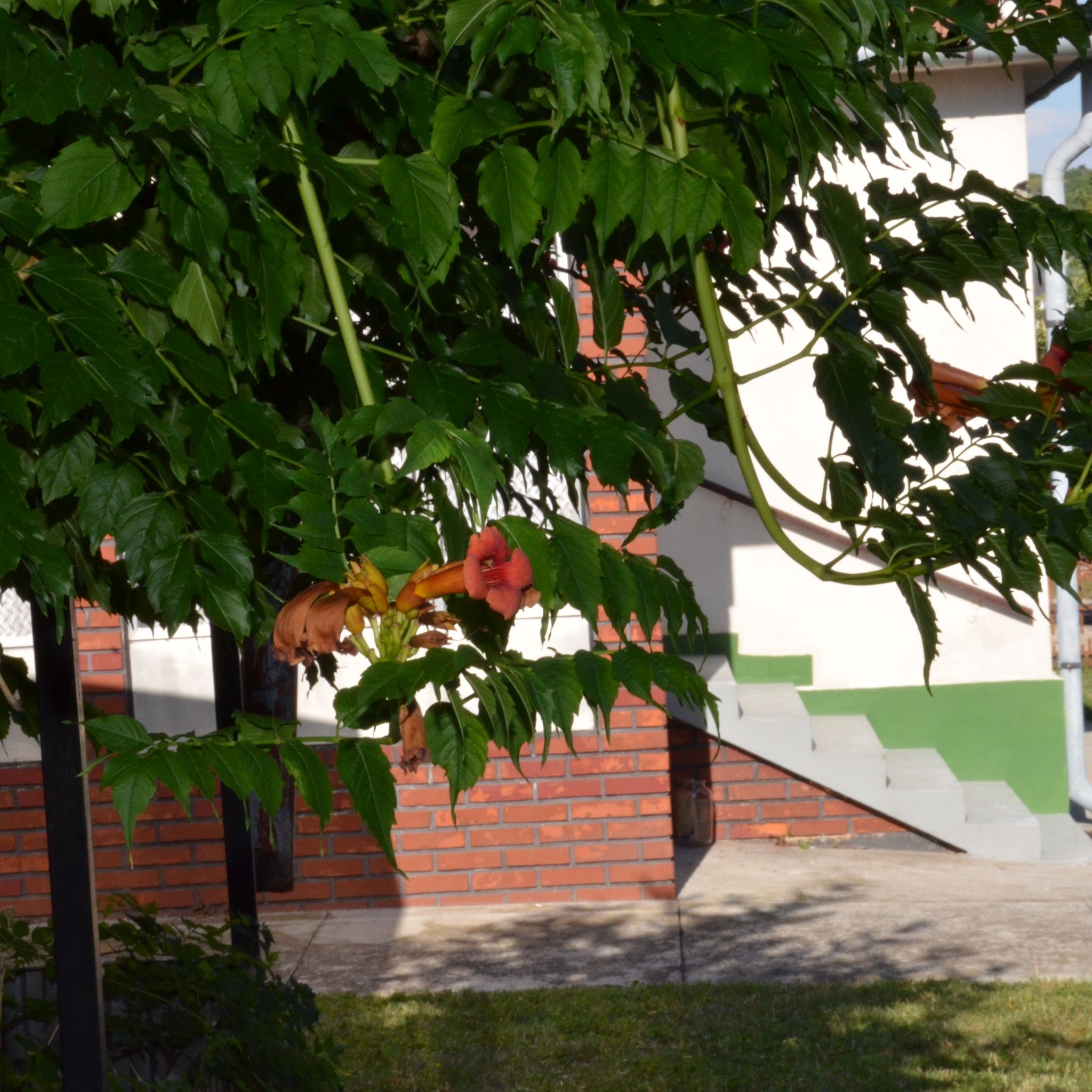 Gyümölcsöskert Vendégház – Gyenesdiás fotó 3