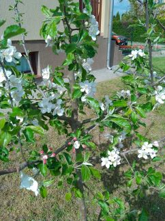 Alba Apartman Székesfehérvár9