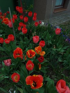 Alba Apartman Székesfehérvár10