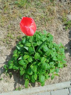 Alba Apartman Székesfehérvár8