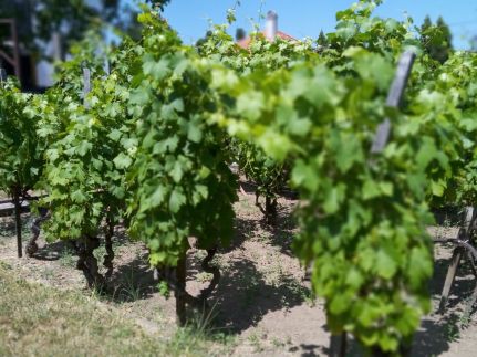 Agnes' Vineyard Vendégház31