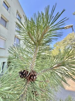 Marikalaka Apartman52