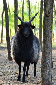 Heffler-tanya Vendégház46