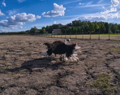 Antal-tavi Fogadó és Horgászparadicsom53