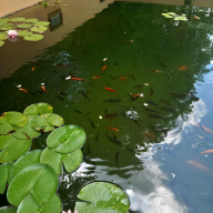 Mecsek Apartment Pécs