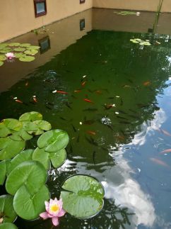 Mecsek Apartment Pécs