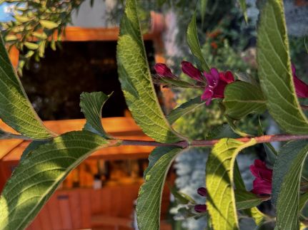 Levendula Apartmanház31