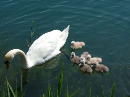 Vízpart Vendégház9