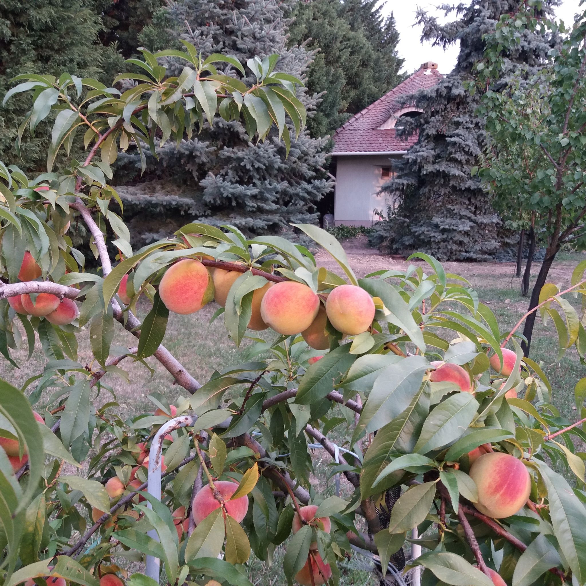 Teniszon-Lak – Szarvas fotó 13