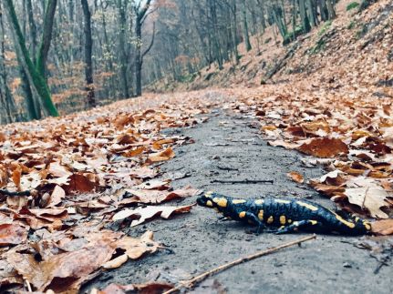 Kőrös-hegyi Fogadó és Baskói Tábor33