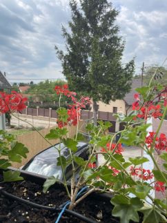 Pusztaszeri Apartmanház – Alsóörs fotó 15