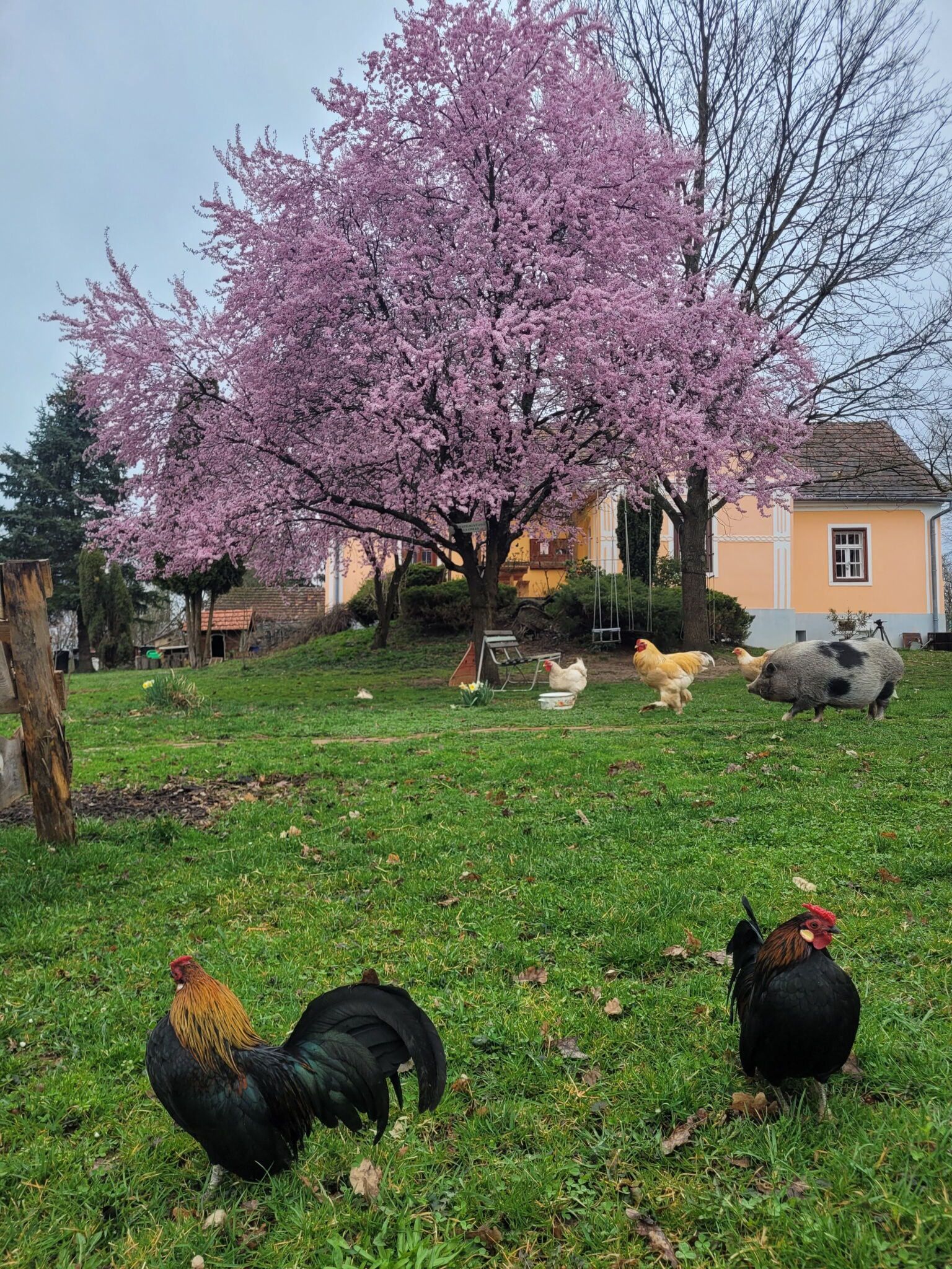 Az Őrségi Boronaház Porta – Szalafő fotó 10